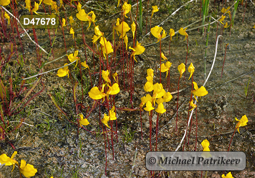 Horned Bladderwort (Utricularia cornuta)